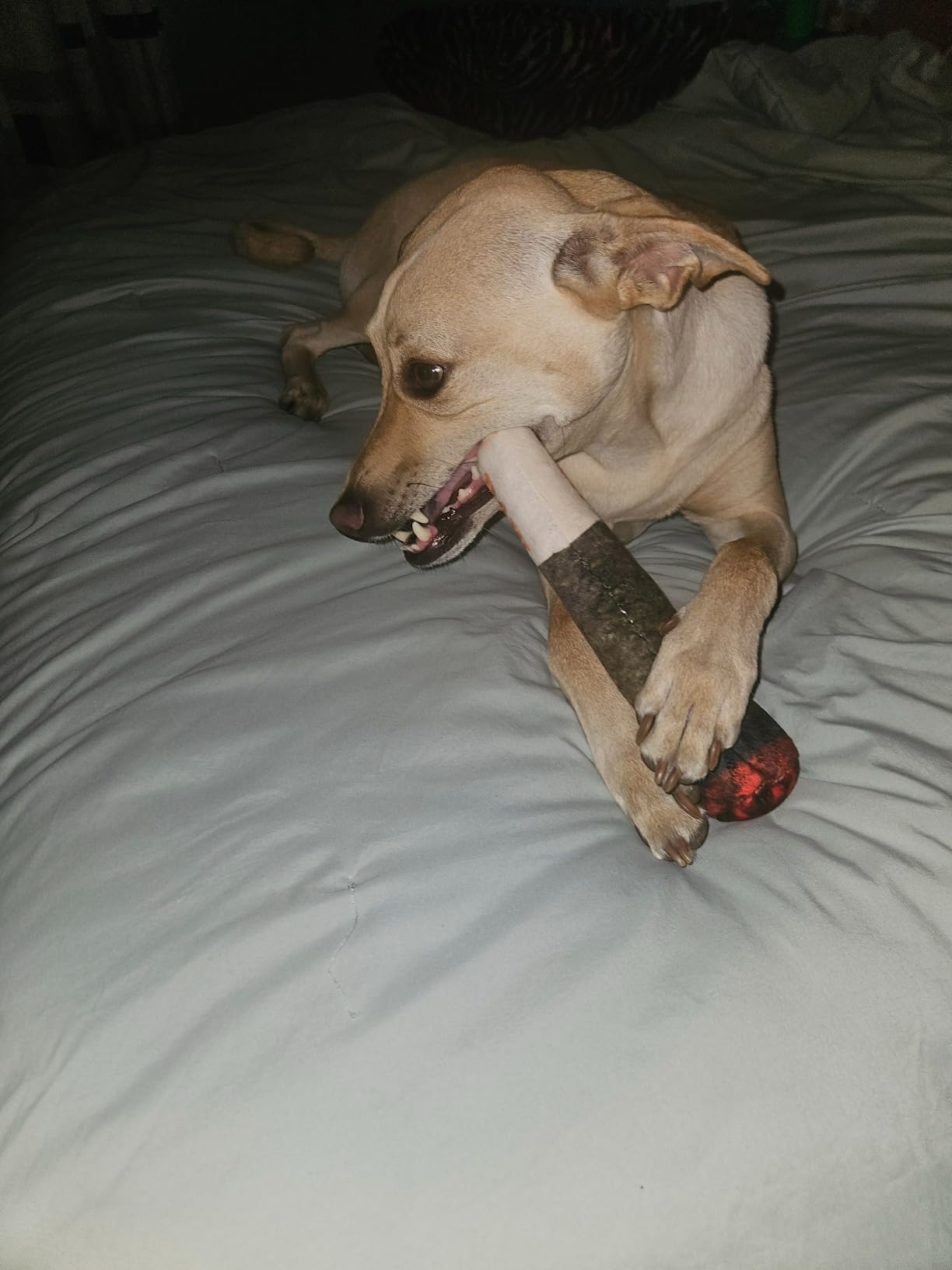 Squeaky Cigar Dog Toy