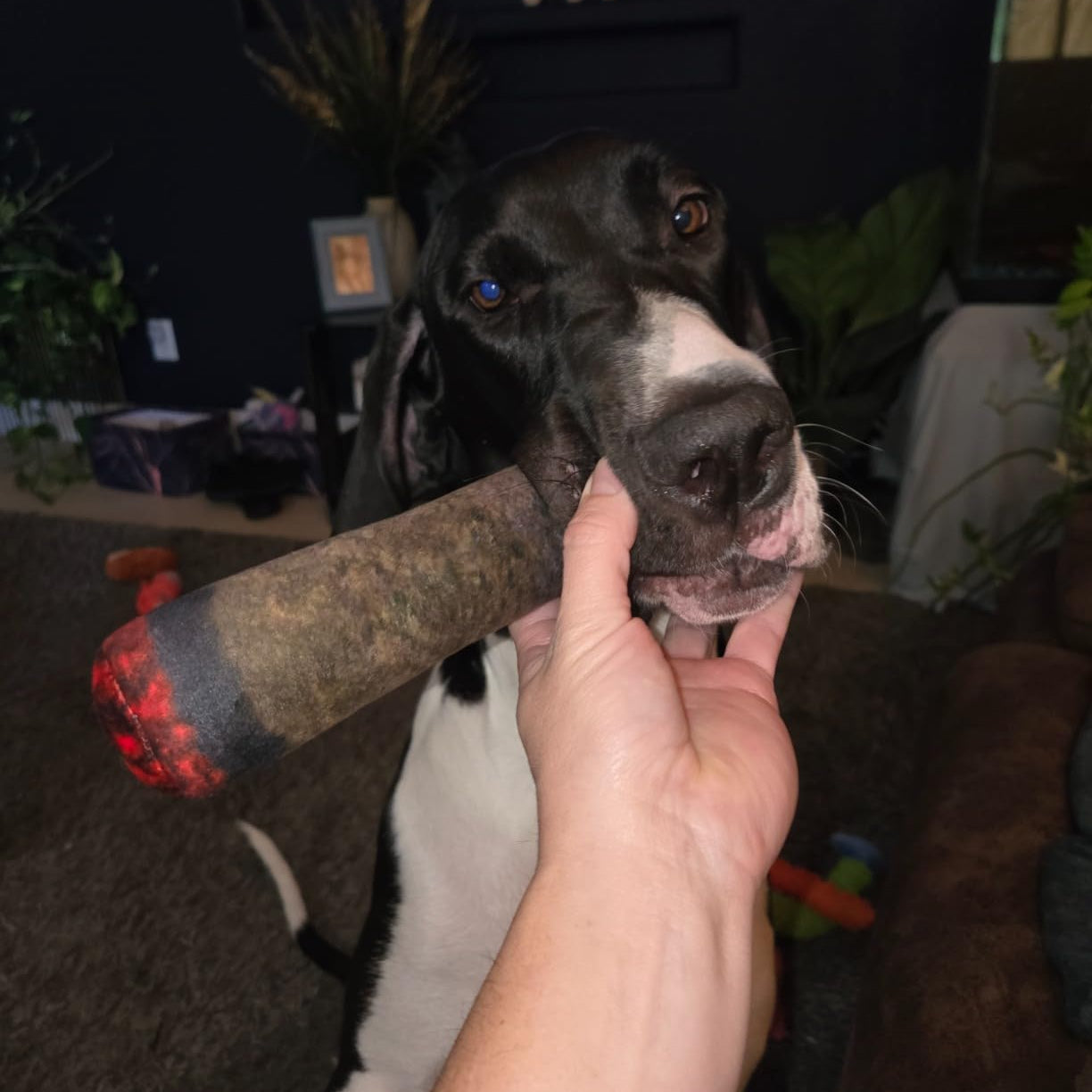 Squeaky Cigar Dog Toy