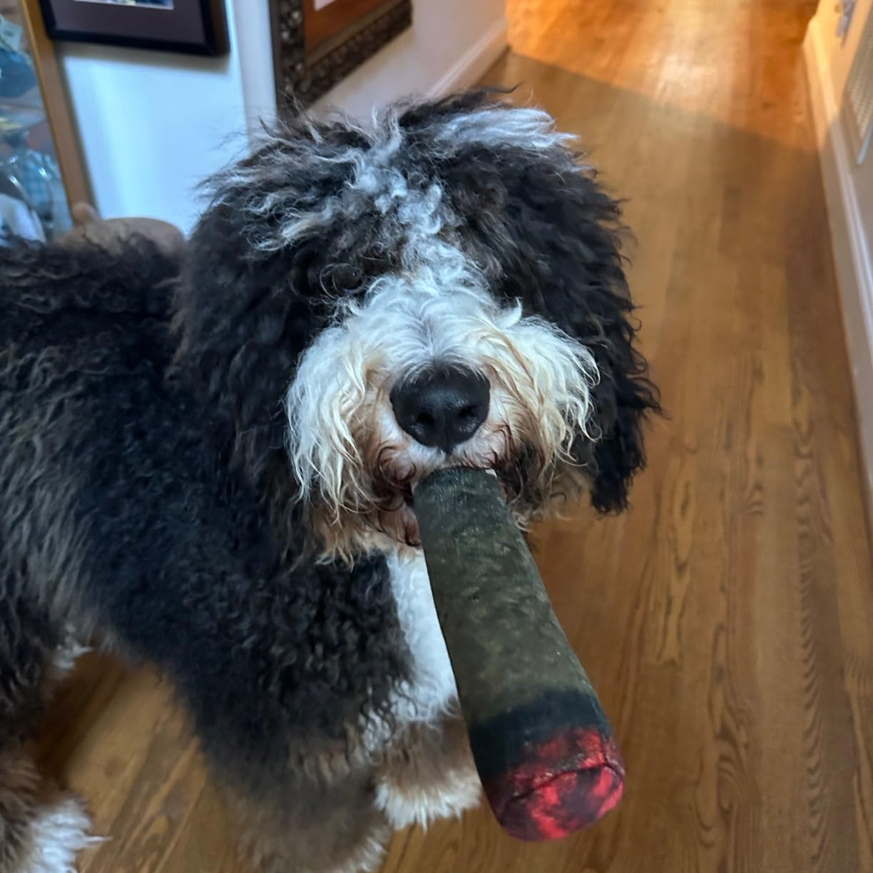 Squeaky Cigar Dog Toy