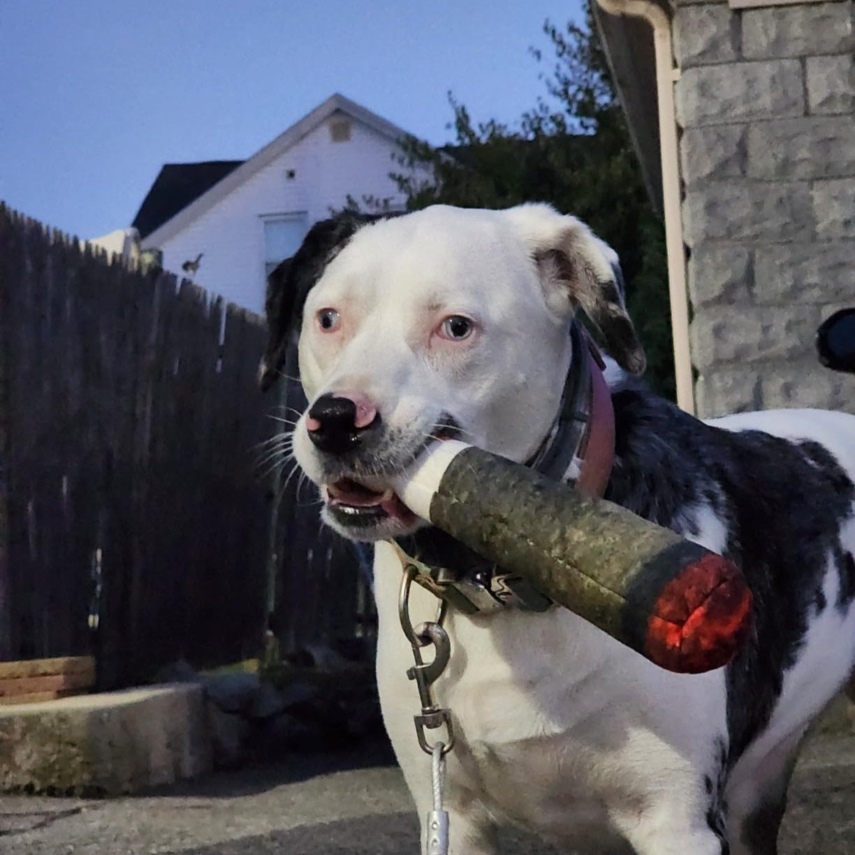 Squeaky Cigar Dog Toy