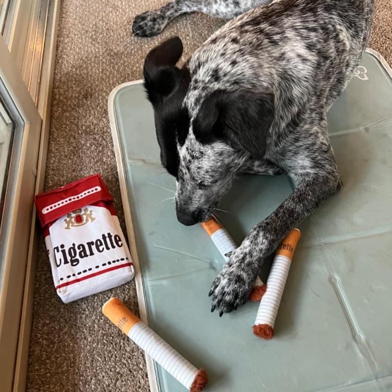 Speckled pointer dog exploring scattered cigarette-shaped plush toys and storage box, demonstrating interactive puzzle play and mental enrichment
