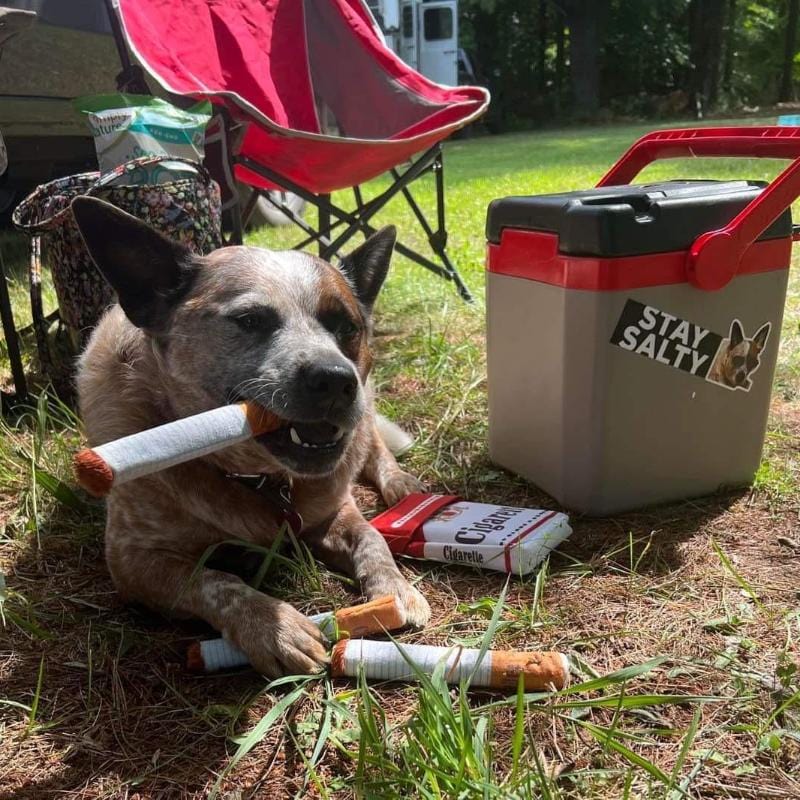 Australian Cattle Dog enjoying cigarette plush toy during camping, showcasing outdoor durability and travel-friendly entertainment at campsite with camping chair