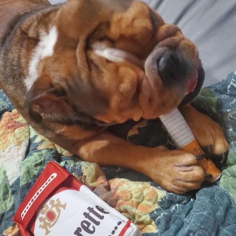 English Bulldog relaxing with cigarette-shaped plush toy on quilt, perfect for quiet playtime and comfort companion during rest moments